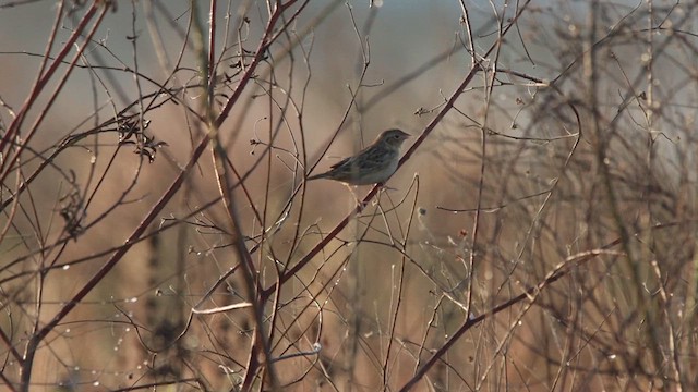 Grasshopper Sparrow - ML613394732