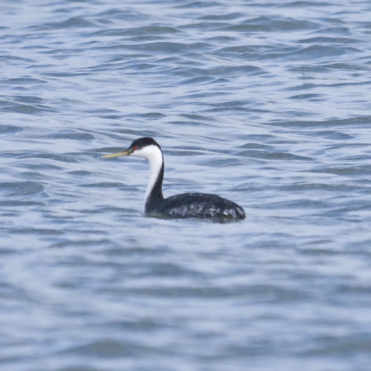 Western Grebe - ML613394806