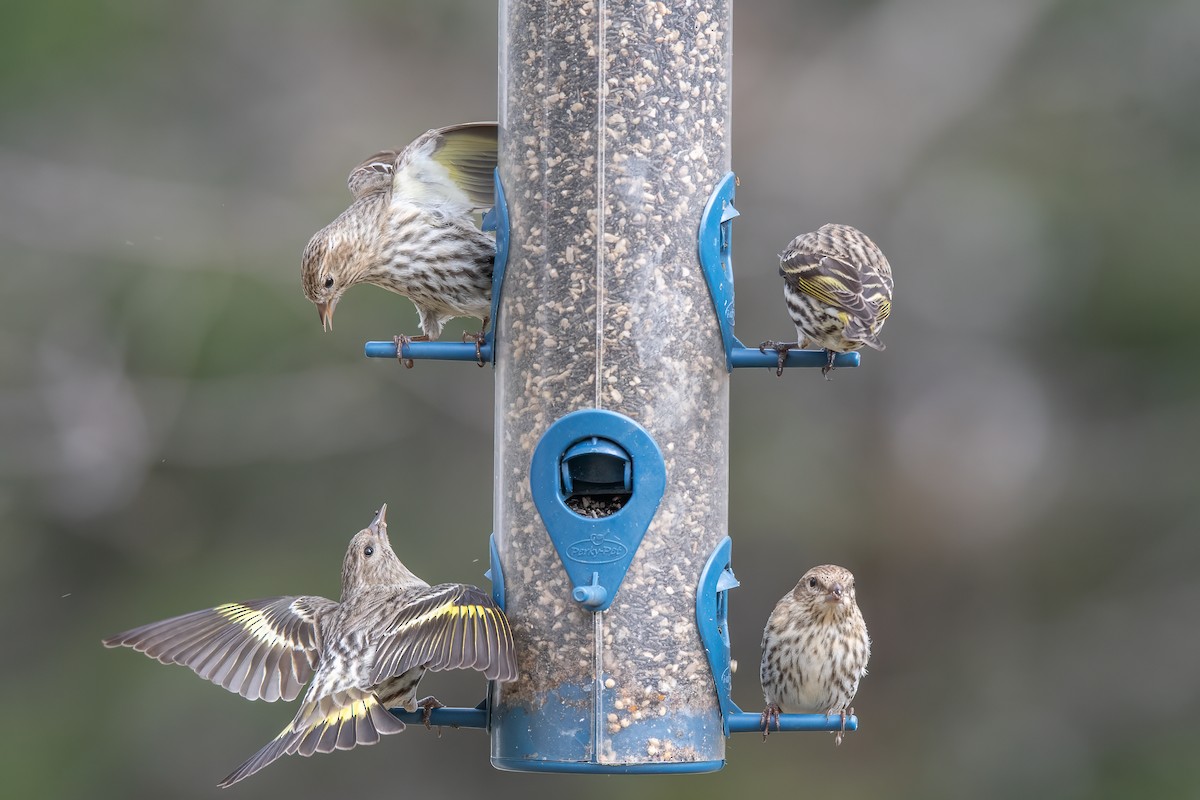 Pine Siskin - ML613394810