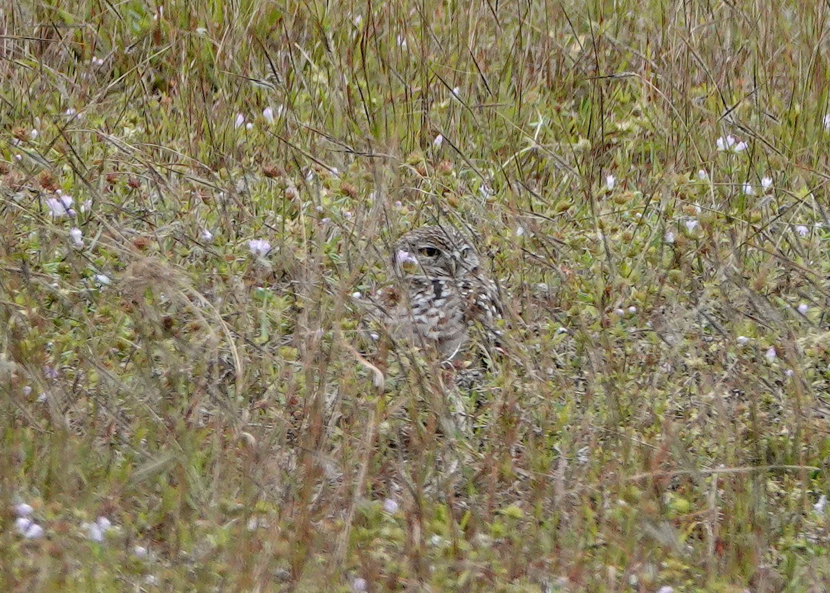 Burrowing Owl - ML613394837