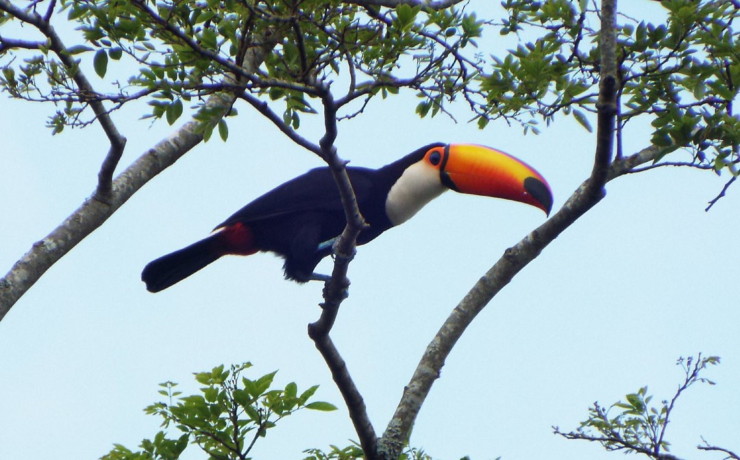 Toco Toucan - Henrique Heidi Horiyshi