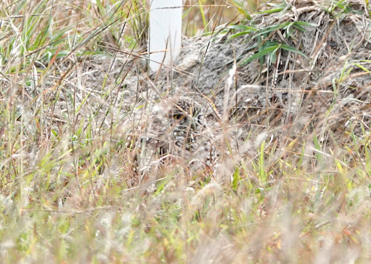 Burrowing Owl - ML613394874