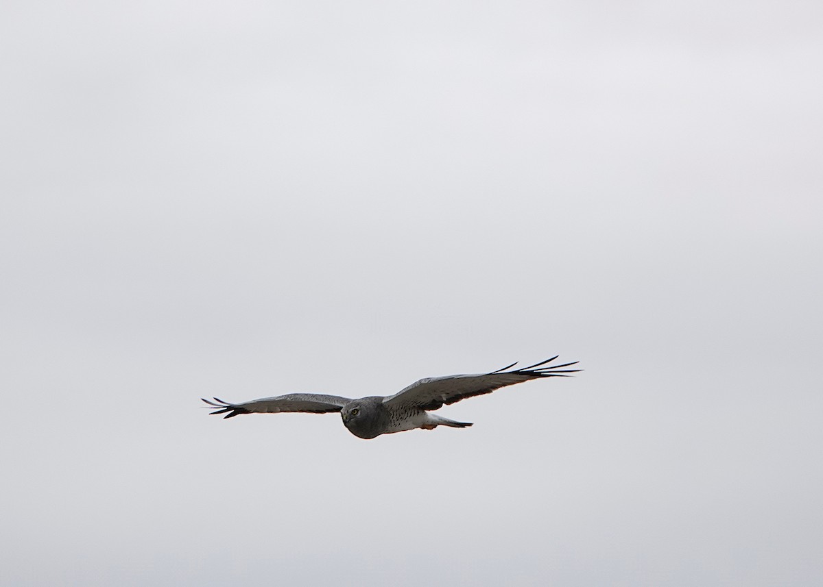 Northern Harrier - ML613394879