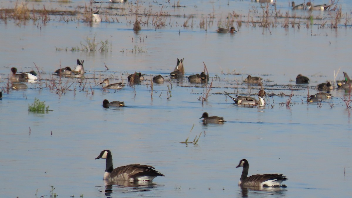 Northern Pintail - ML613394947