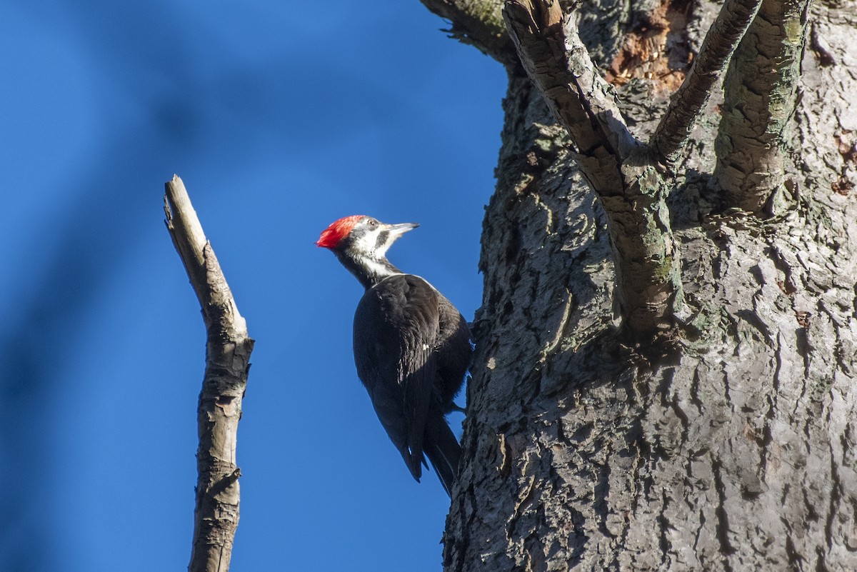 Pileated Woodpecker - ML613394988