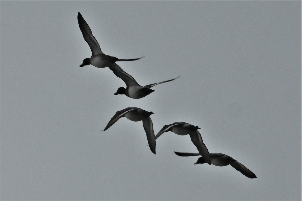 Lesser Scaup - ML613395010