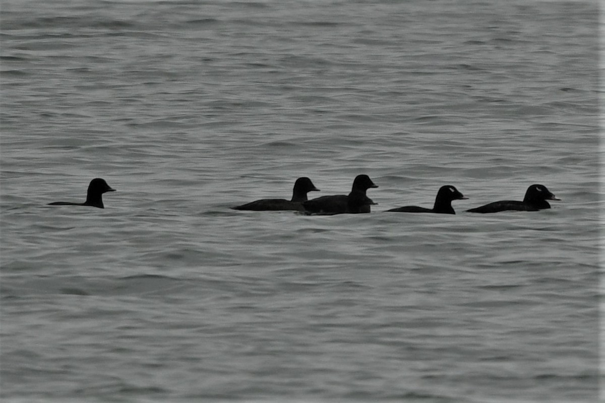 White-winged Scoter - ML613395025