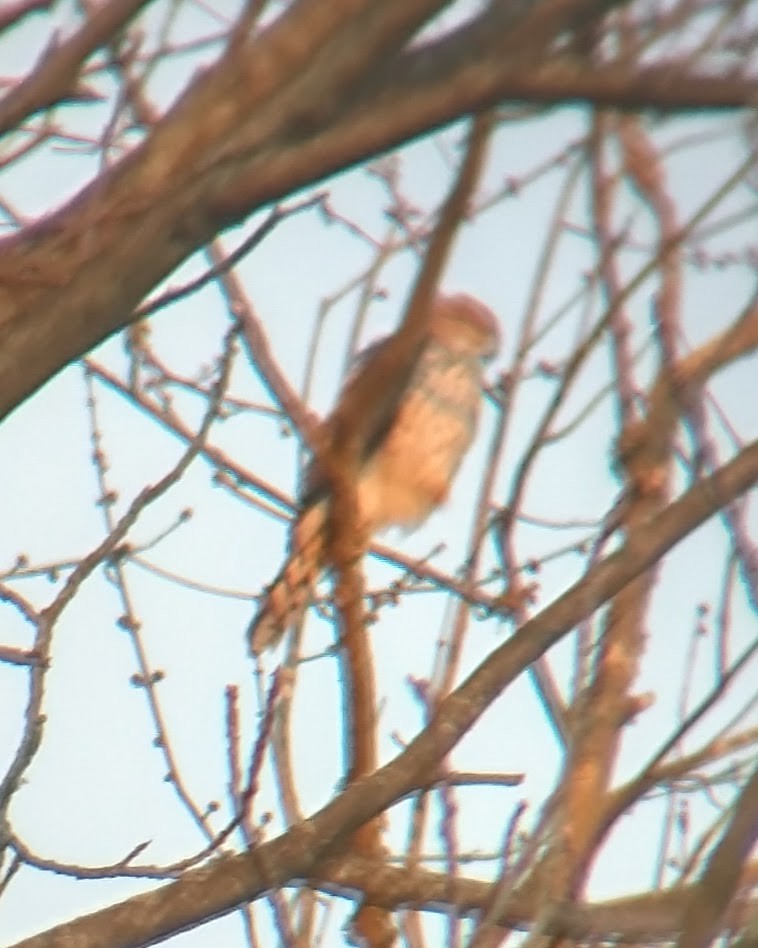 Cooper's Hawk - ML613395086