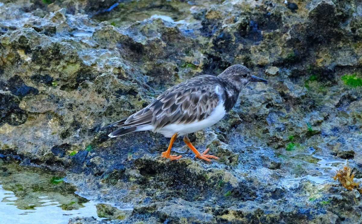 Ruddy Turnstone - ML613395141