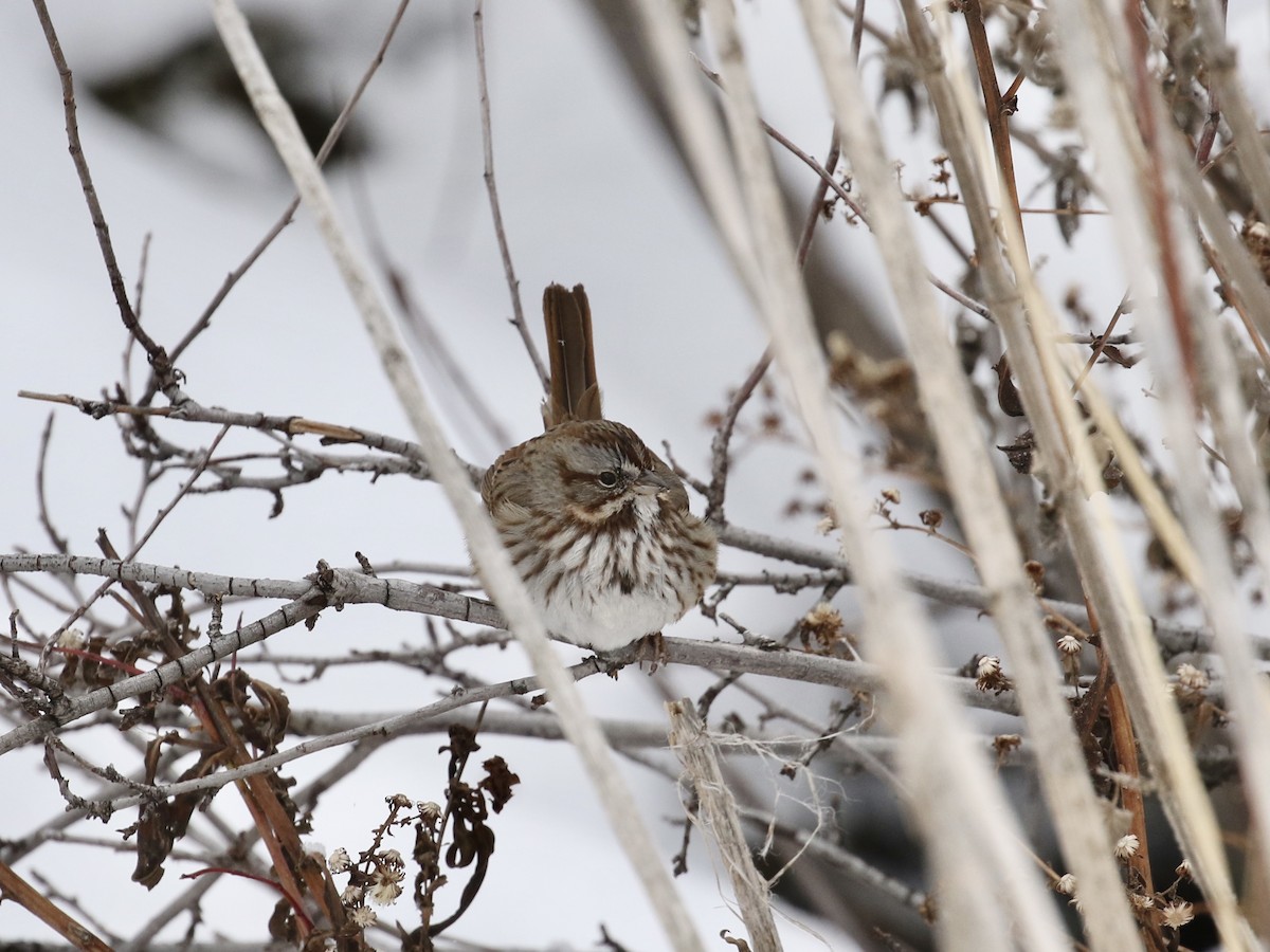 Song Sparrow - ML613395143