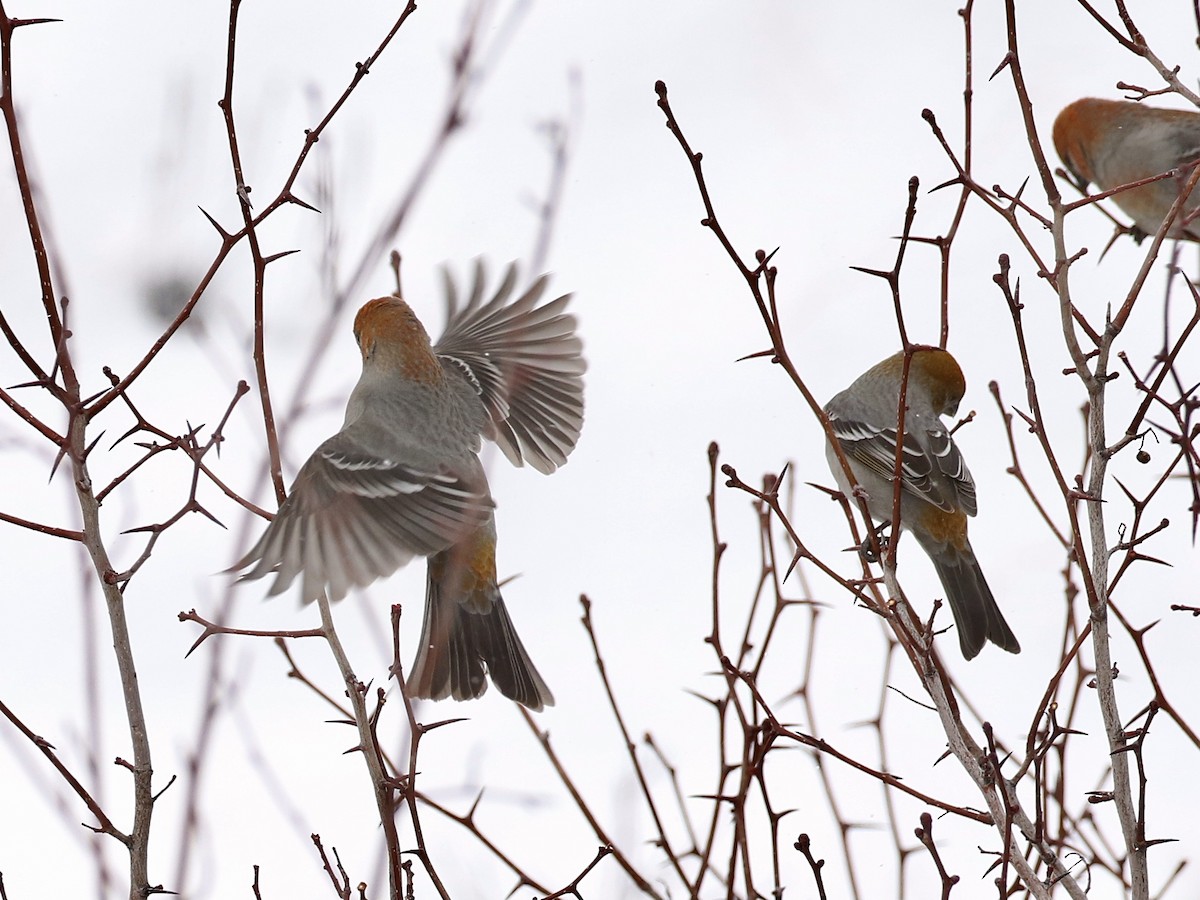 Pine Grosbeak - ML613395157