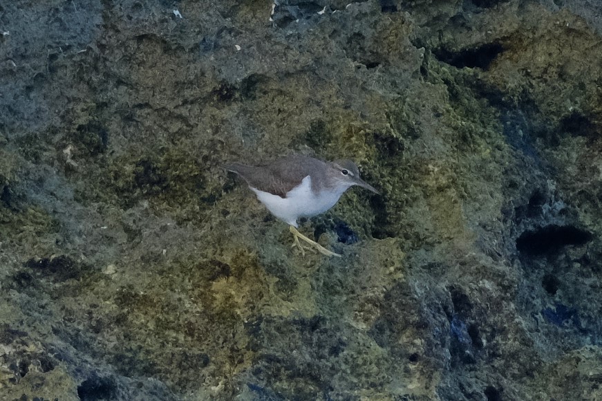 Spotted Sandpiper - Andrea Webb