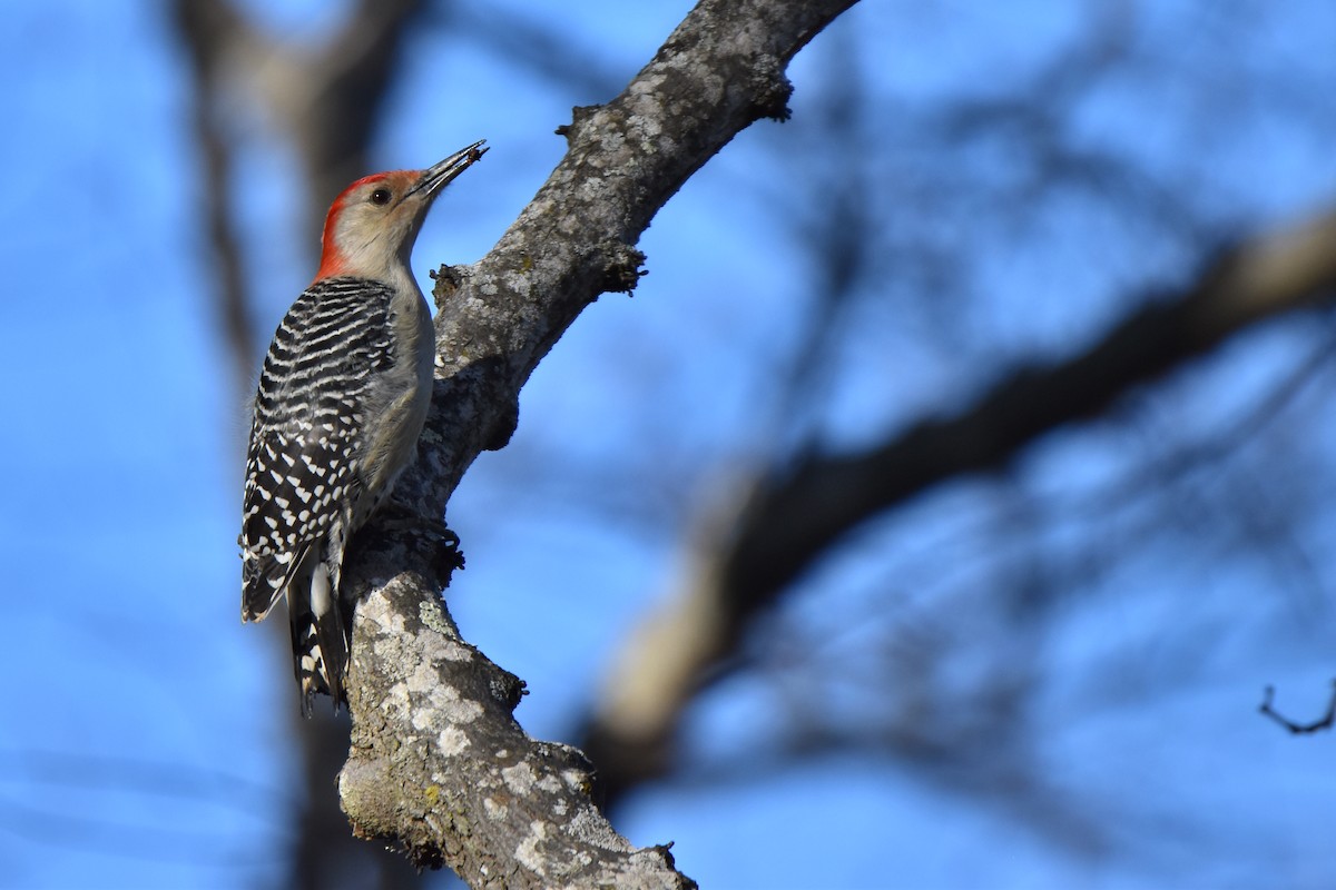 Red-bellied Woodpecker - ML613395186
