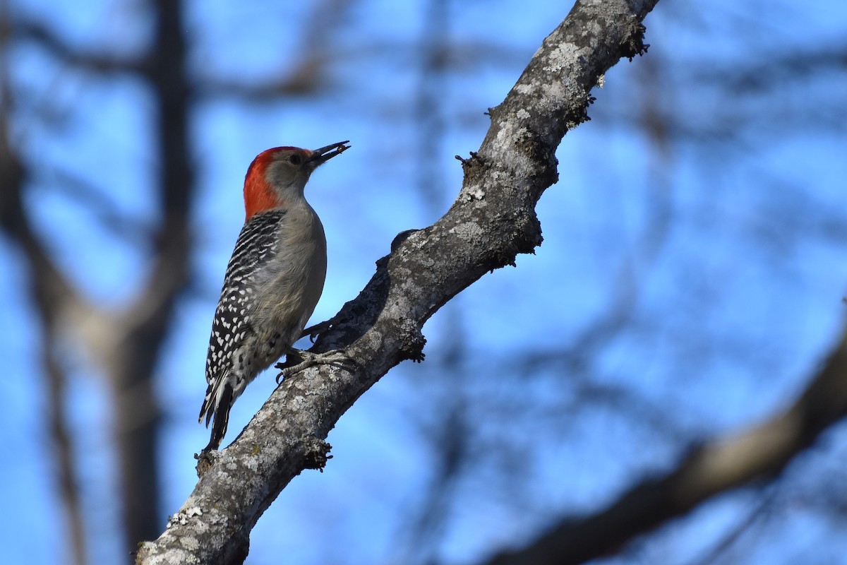 Red-bellied Woodpecker - ML613395209