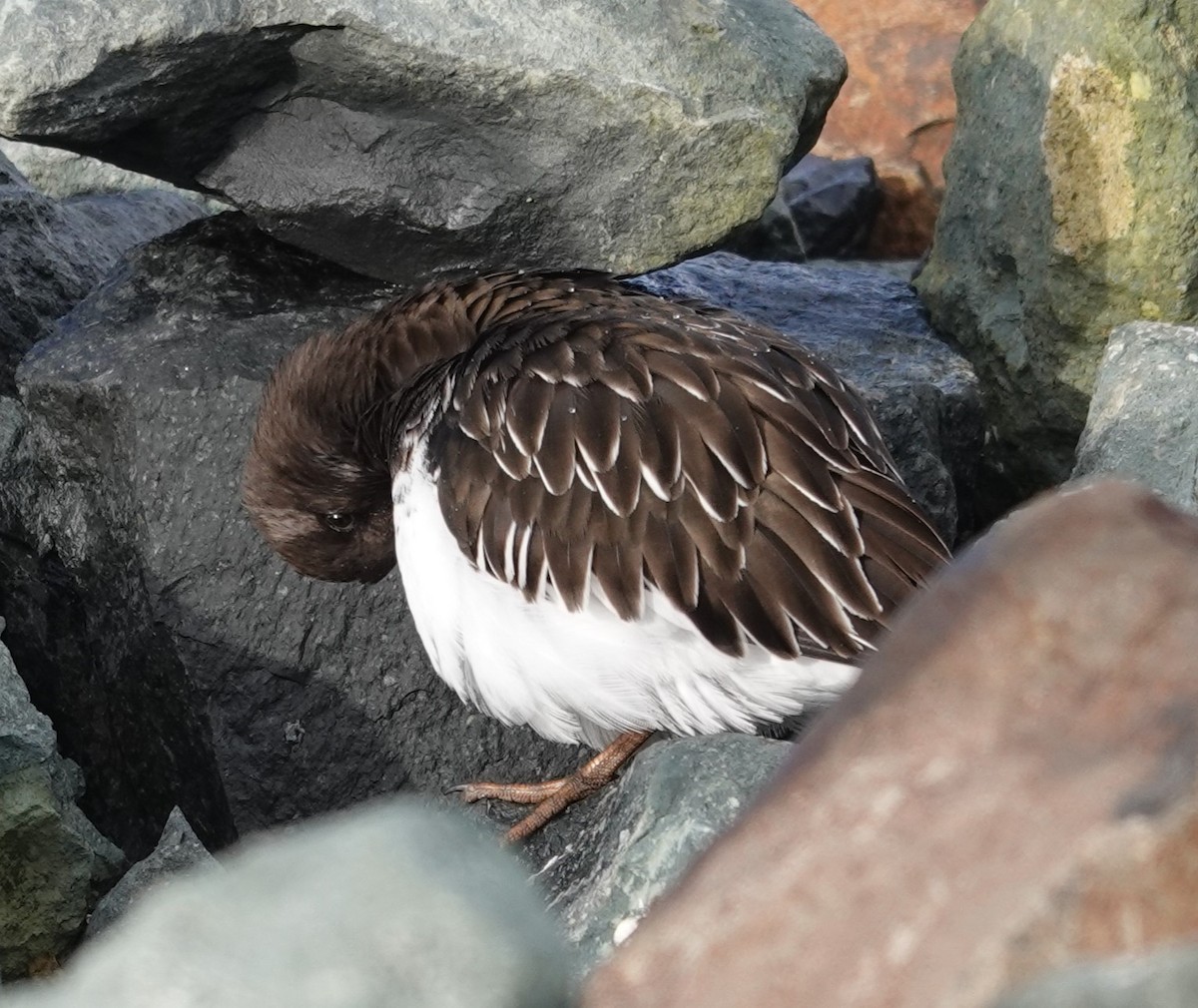 Black Turnstone - ML613395222