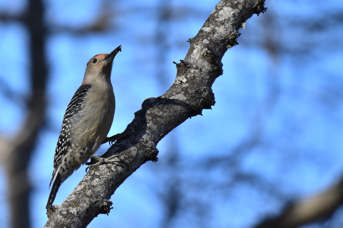 Red-bellied Woodpecker - ML613395226