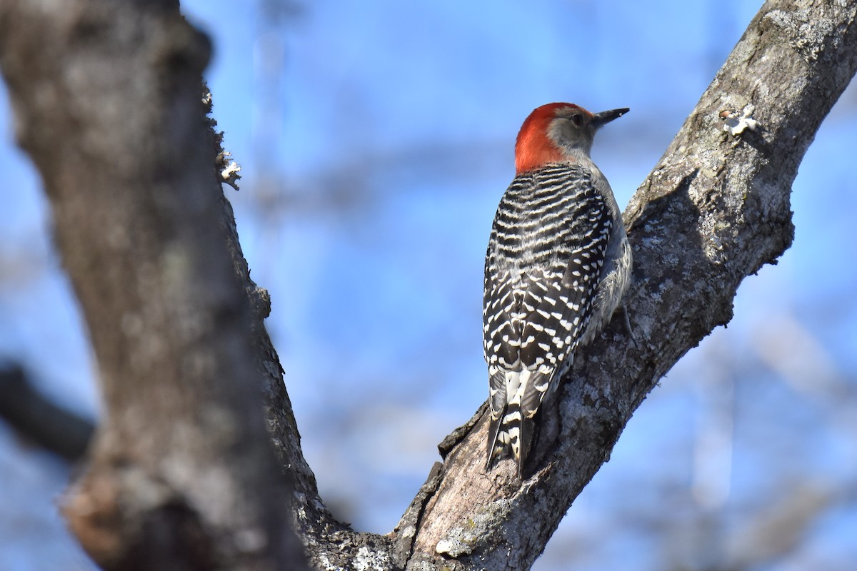 Red-bellied Woodpecker - ML613395239