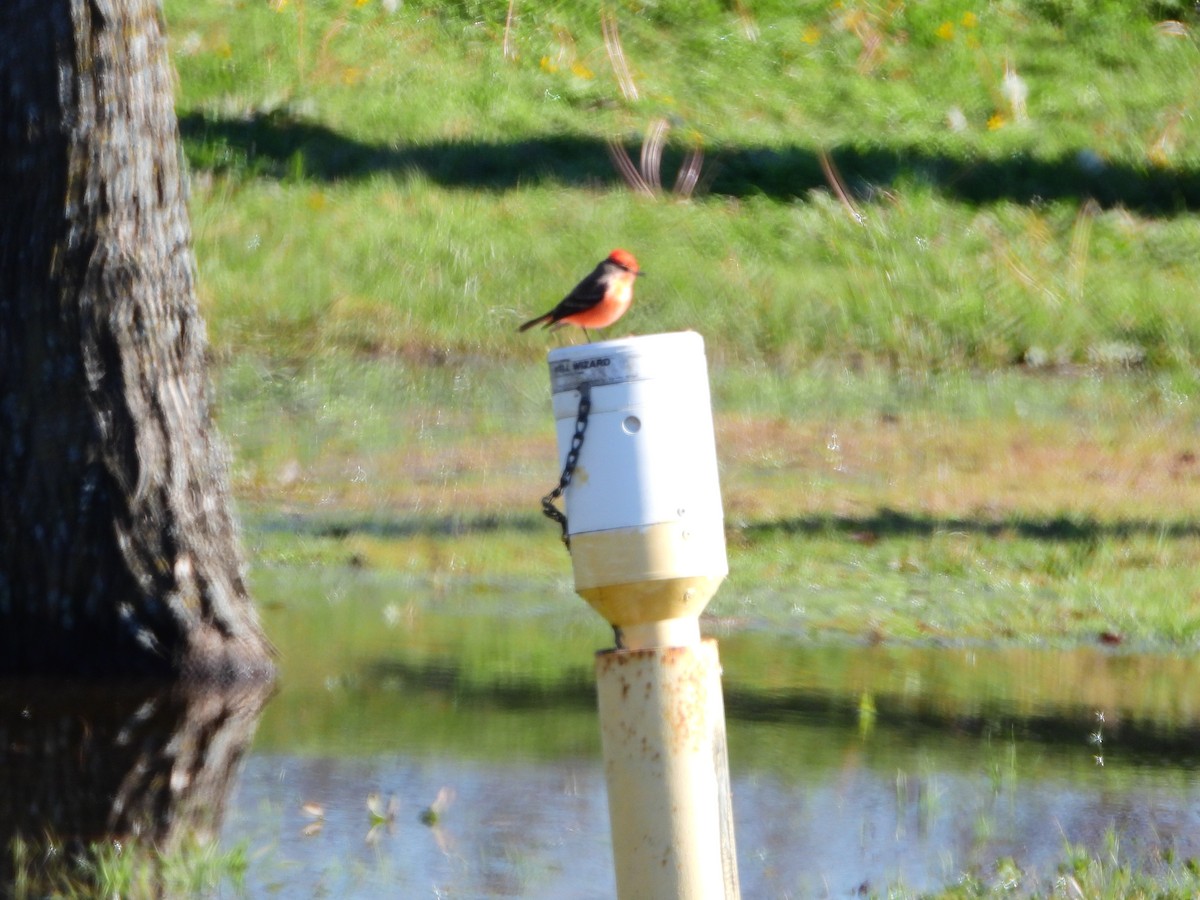 Vermilion Flycatcher - Michael James