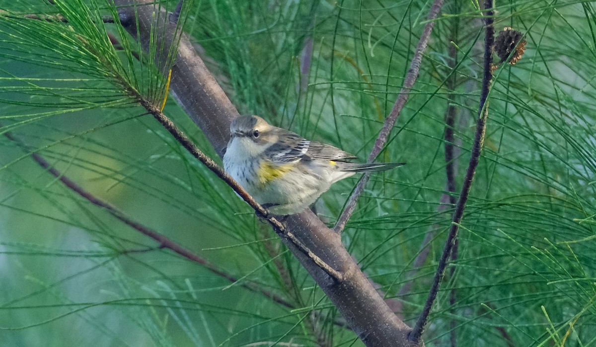 Yellow-rumped Warbler - ML613395284