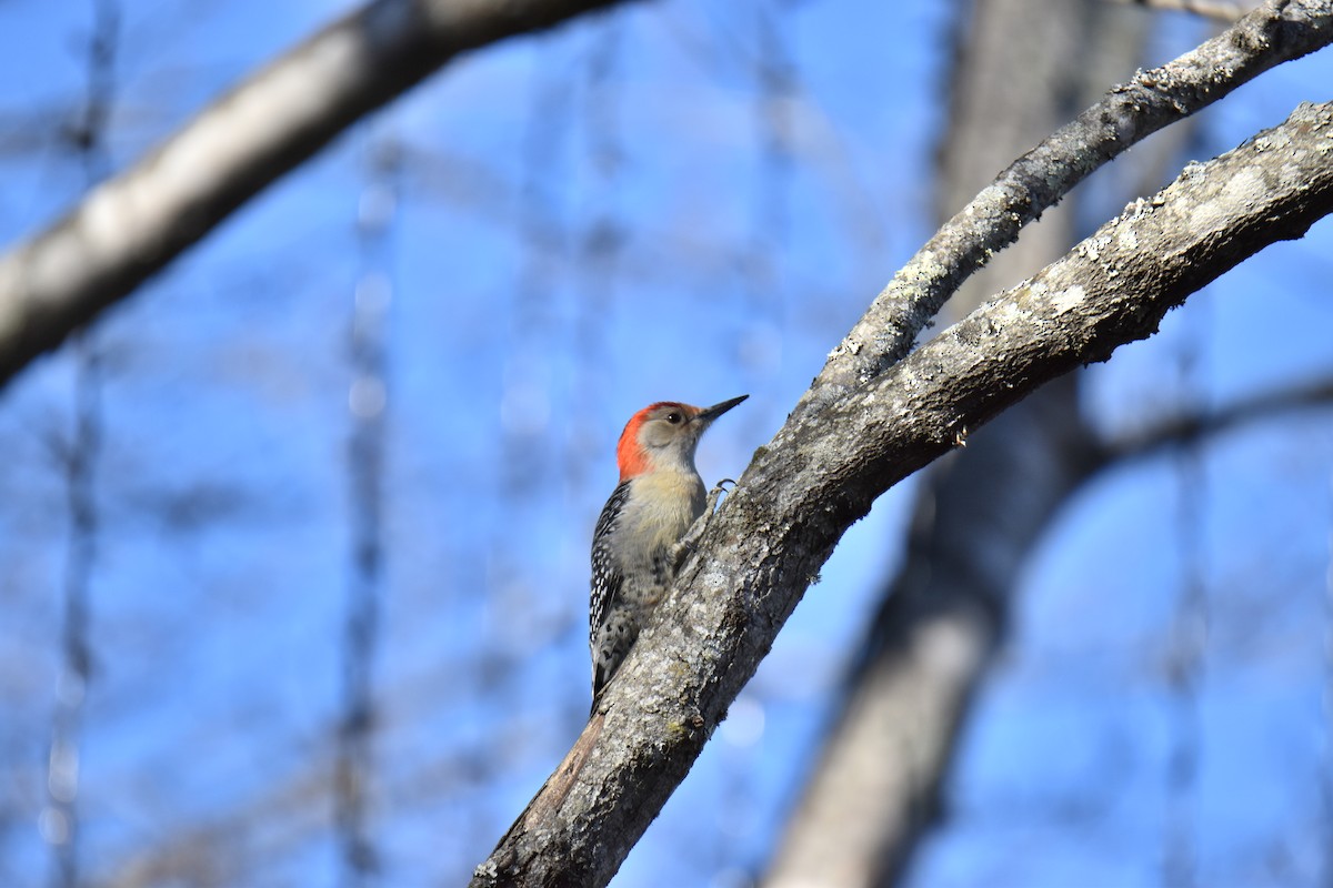 Red-bellied Woodpecker - ML613395286