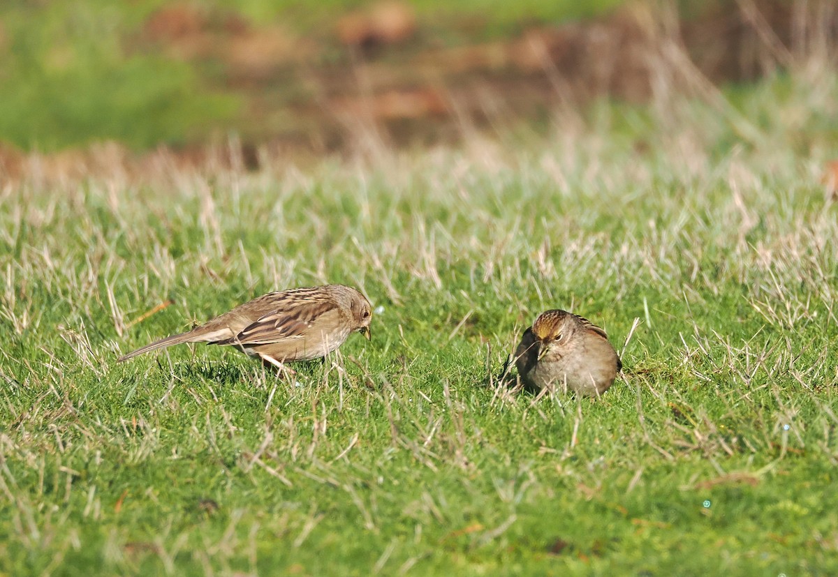 Golden-crowned Sparrow - Veronica Goidanich