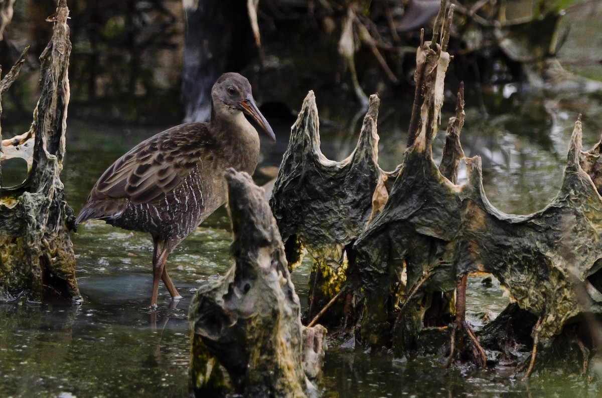 Clapper Rail - leonardo espinosa