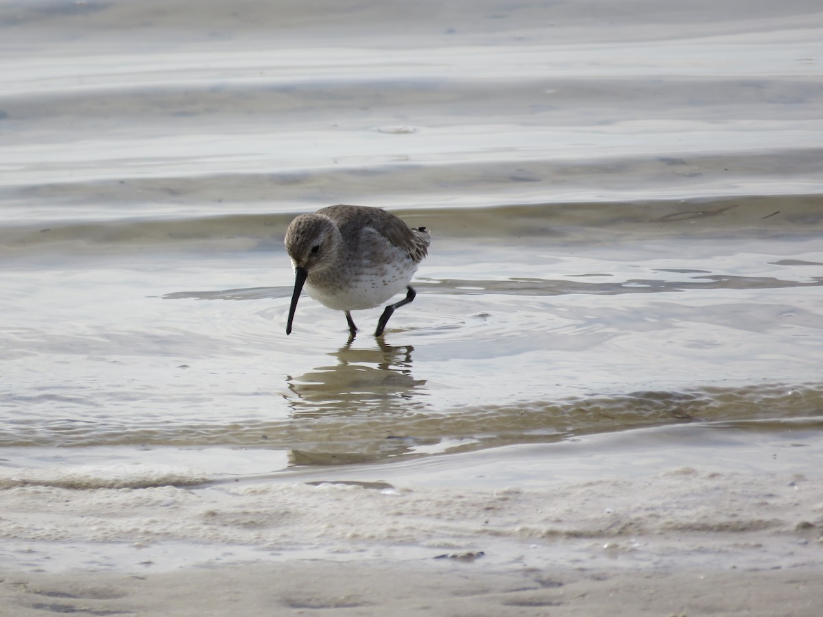 Dunlin - ML613395309