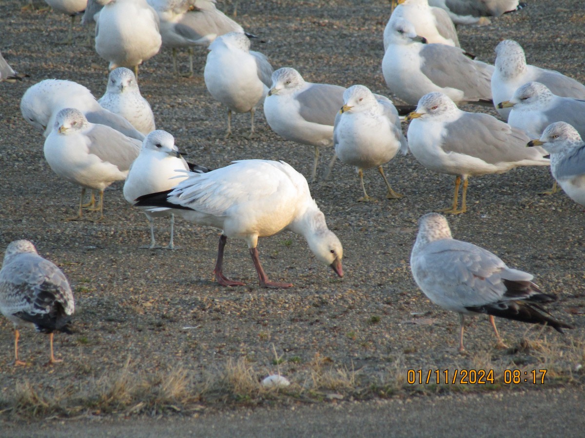 Ross's Goose - ML613395322