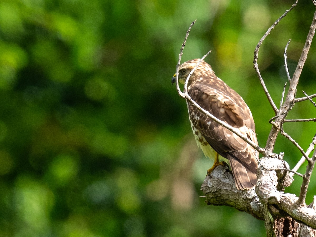 Broad-winged Hawk - Ken Nickerson