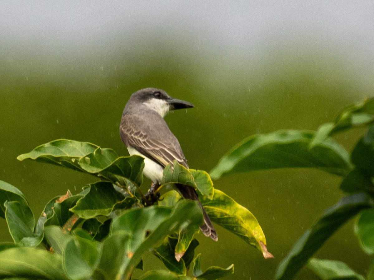 Gray Kingbird - ML613395336