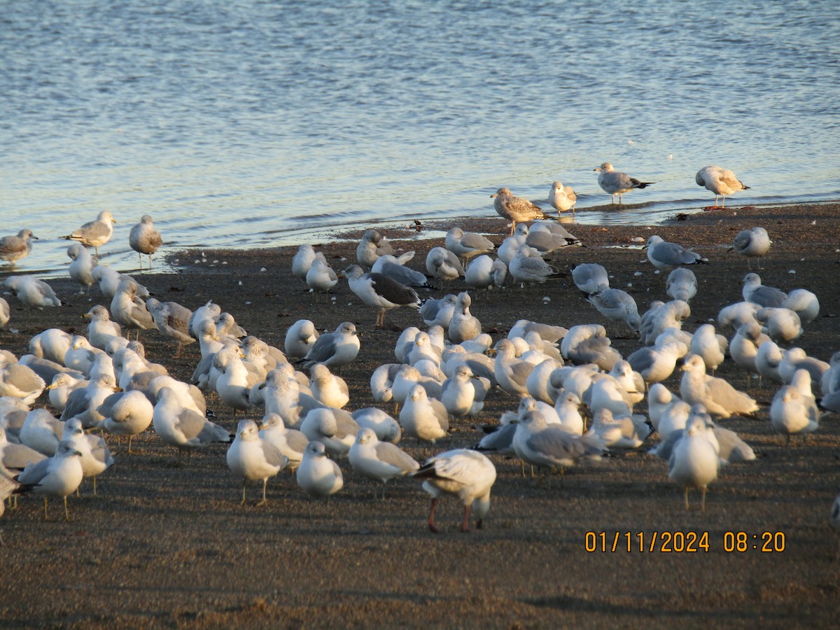 Lesser Black-backed Gull - ML613395467