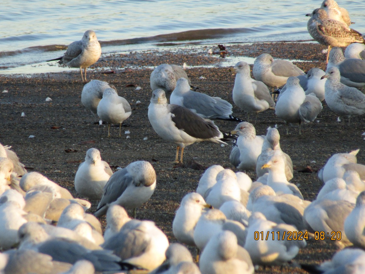 Lesser Black-backed Gull - ML613395468