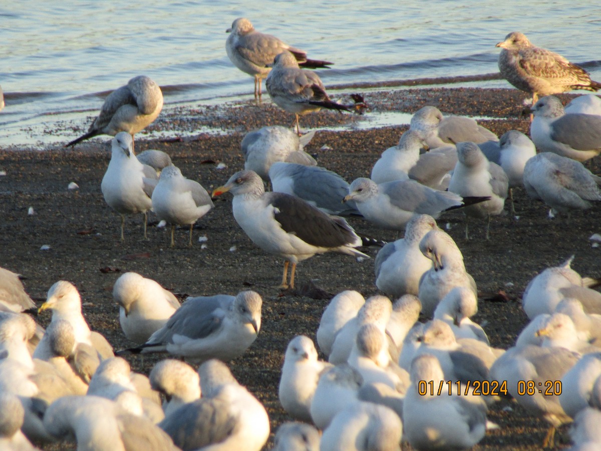 Lesser Black-backed Gull - ML613395469