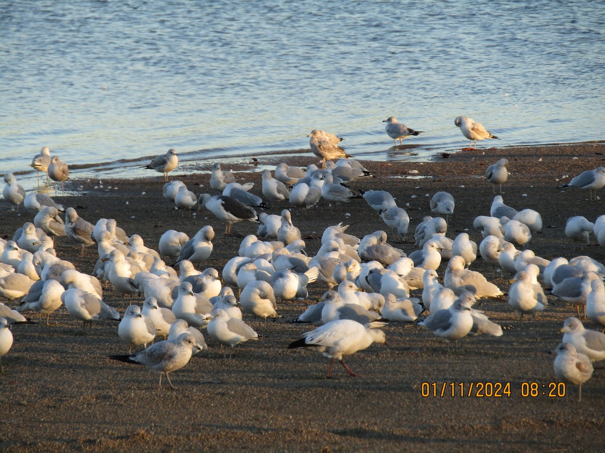 Lesser Black-backed Gull - ML613395472