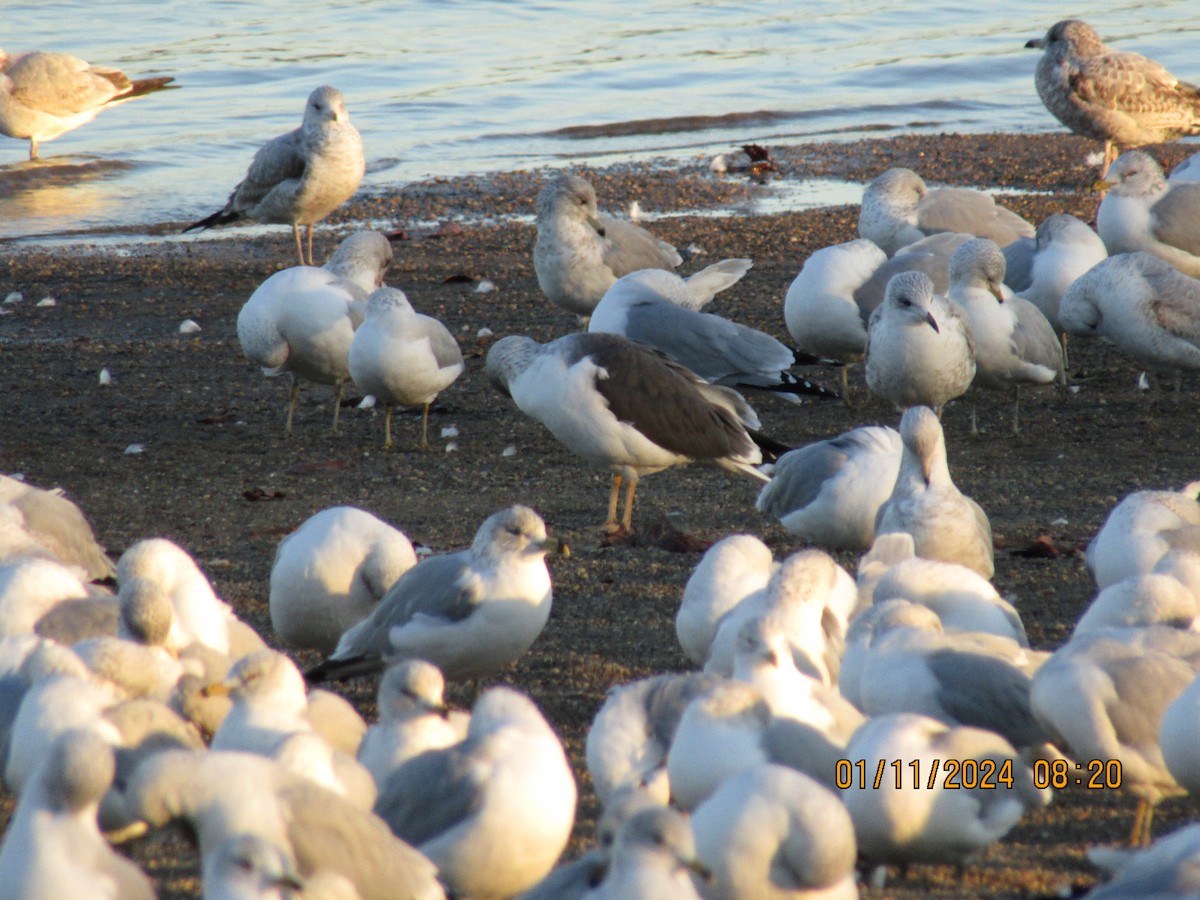 Gaviota Sombría - ML613395477