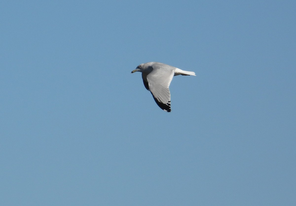 Ring-billed Gull - ML613395490