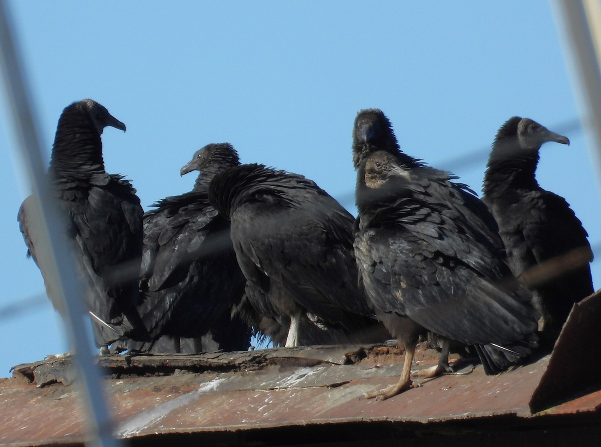 Black Vulture - ML613395512