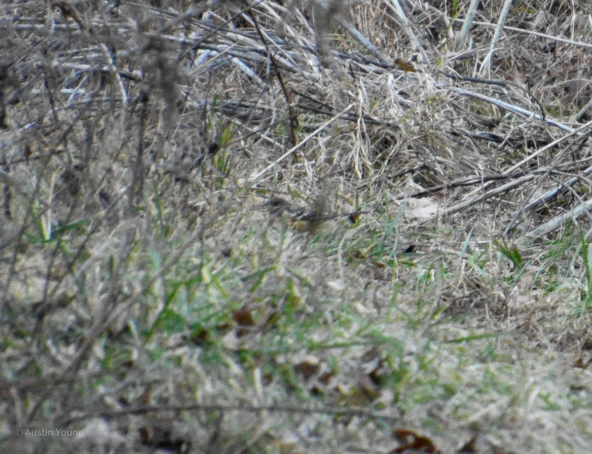 Spotted Towhee - Austin Young