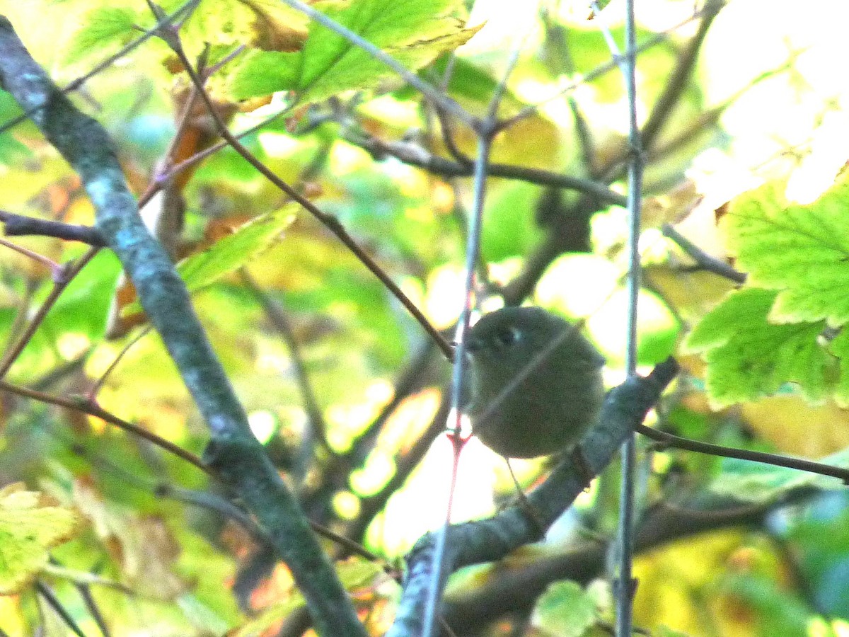 Ruby-crowned Kinglet - marc  breuninger