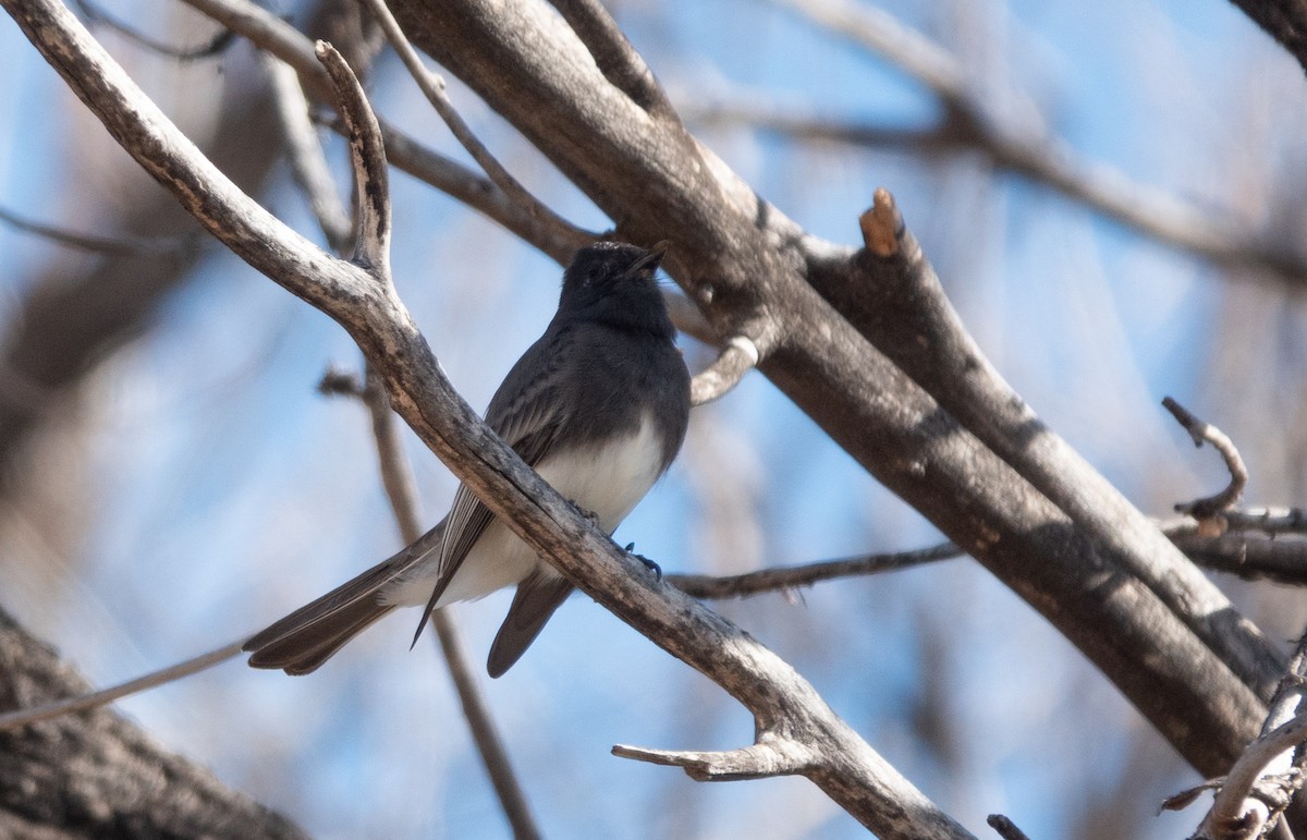 Black Phoebe - ML613395589