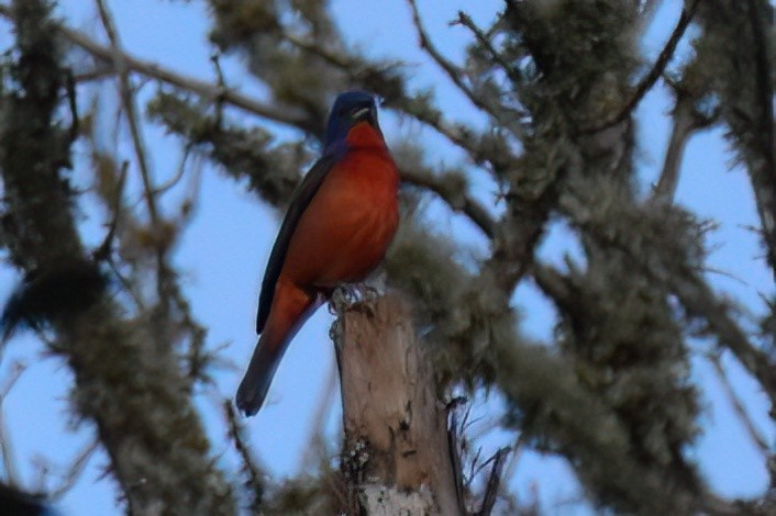 Painted Bunting - ML613395609