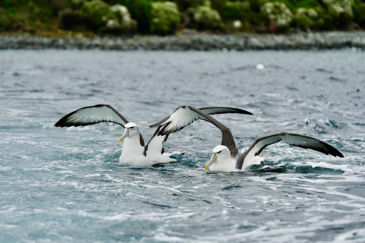 Albatros à cape blanche - ML613395661