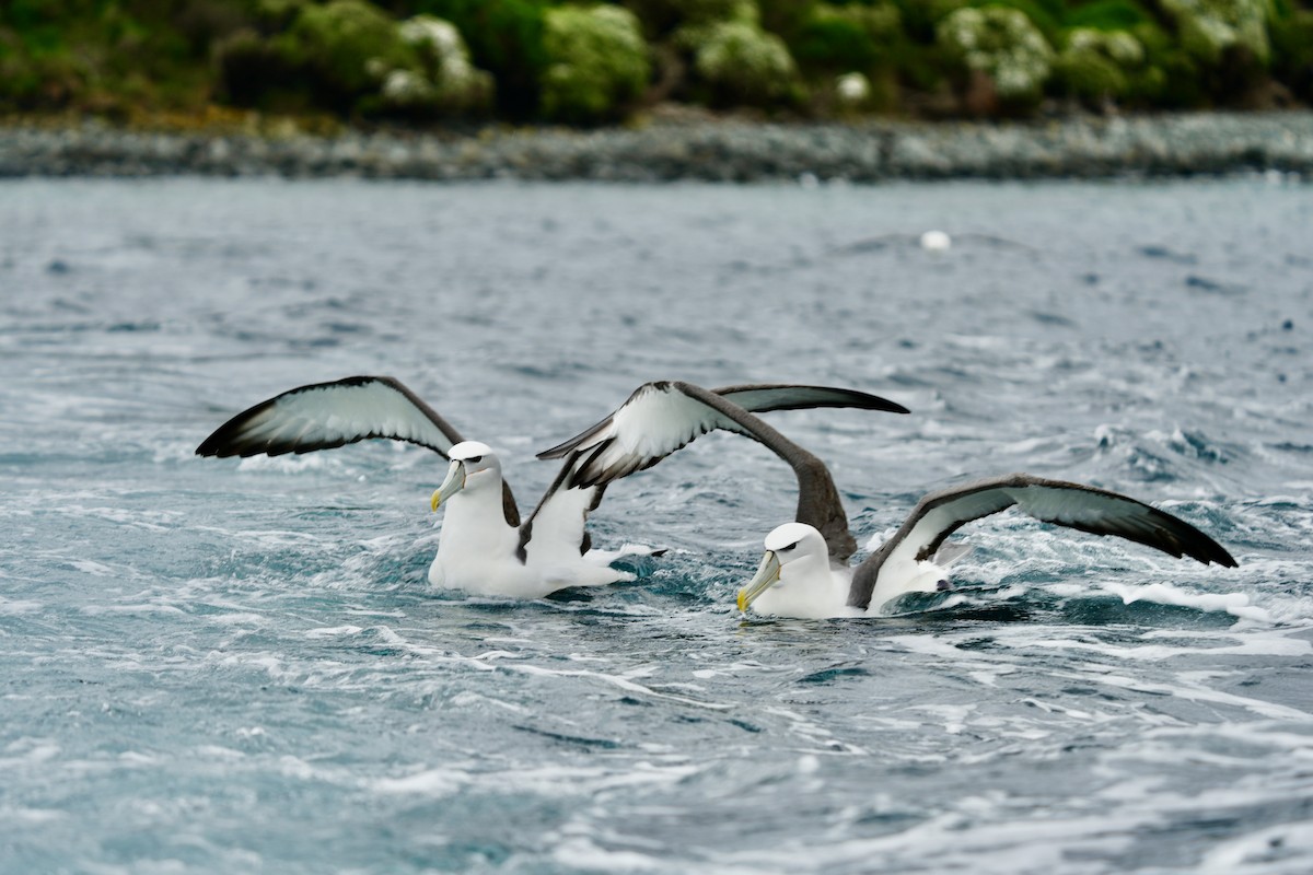 Tasmanalbatros - ML613395661