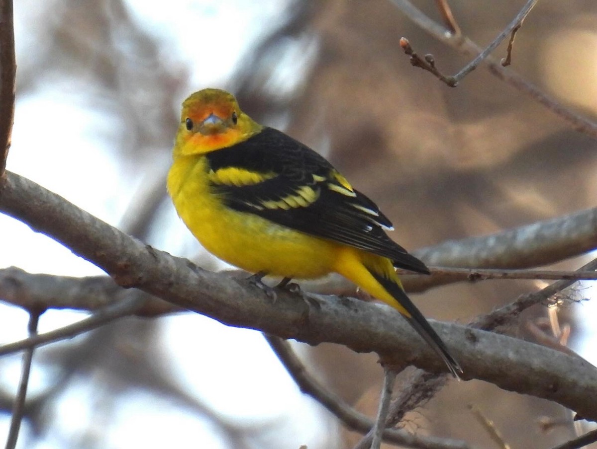 Western Tanager - ML613395706