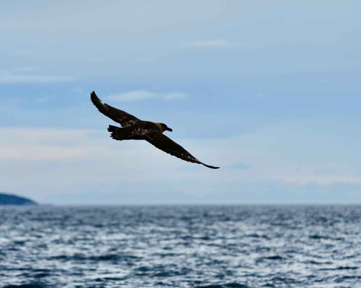 Brown Skua - ML613395709