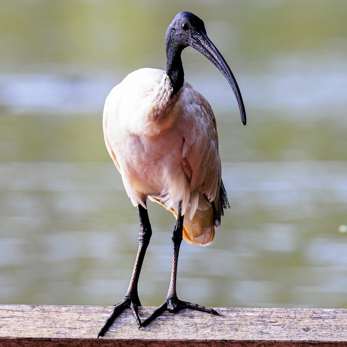 ibis australský - ML613395716