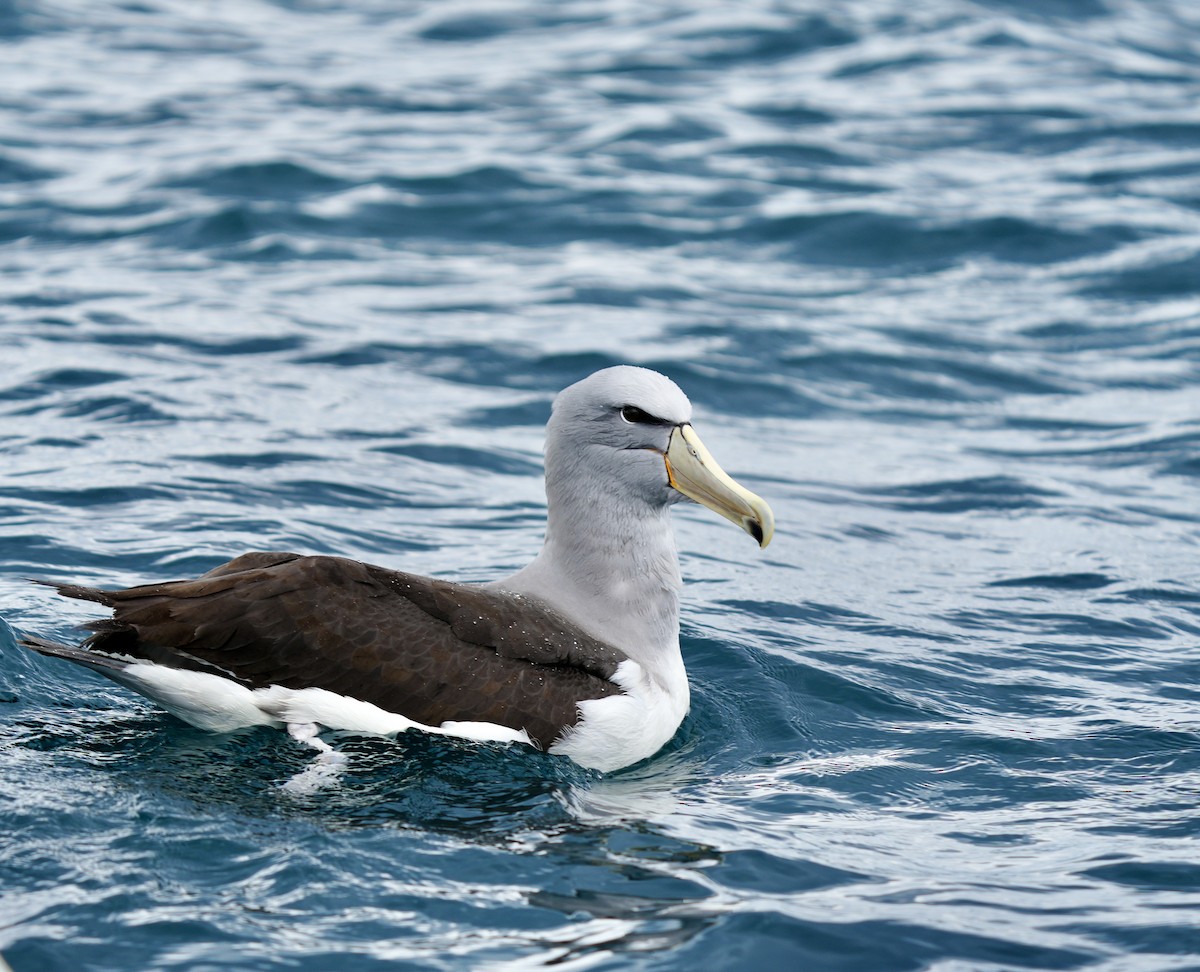 Salvin's Albatross - Paul Friesen