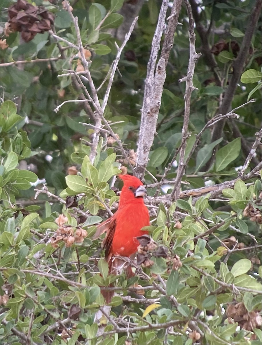 Vermilion Cardinal - ML613395773