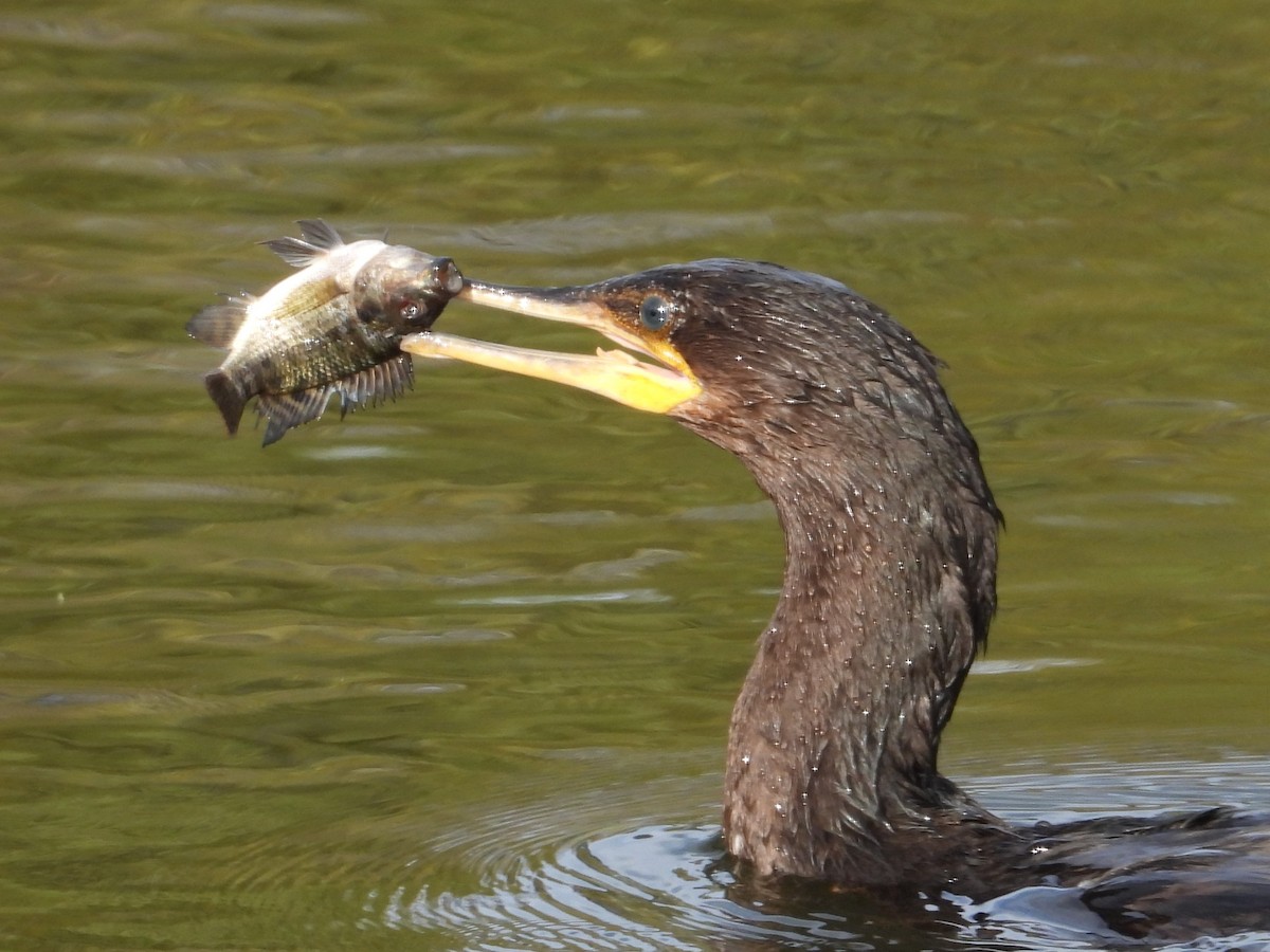 Neotropic Cormorant - ML613395921