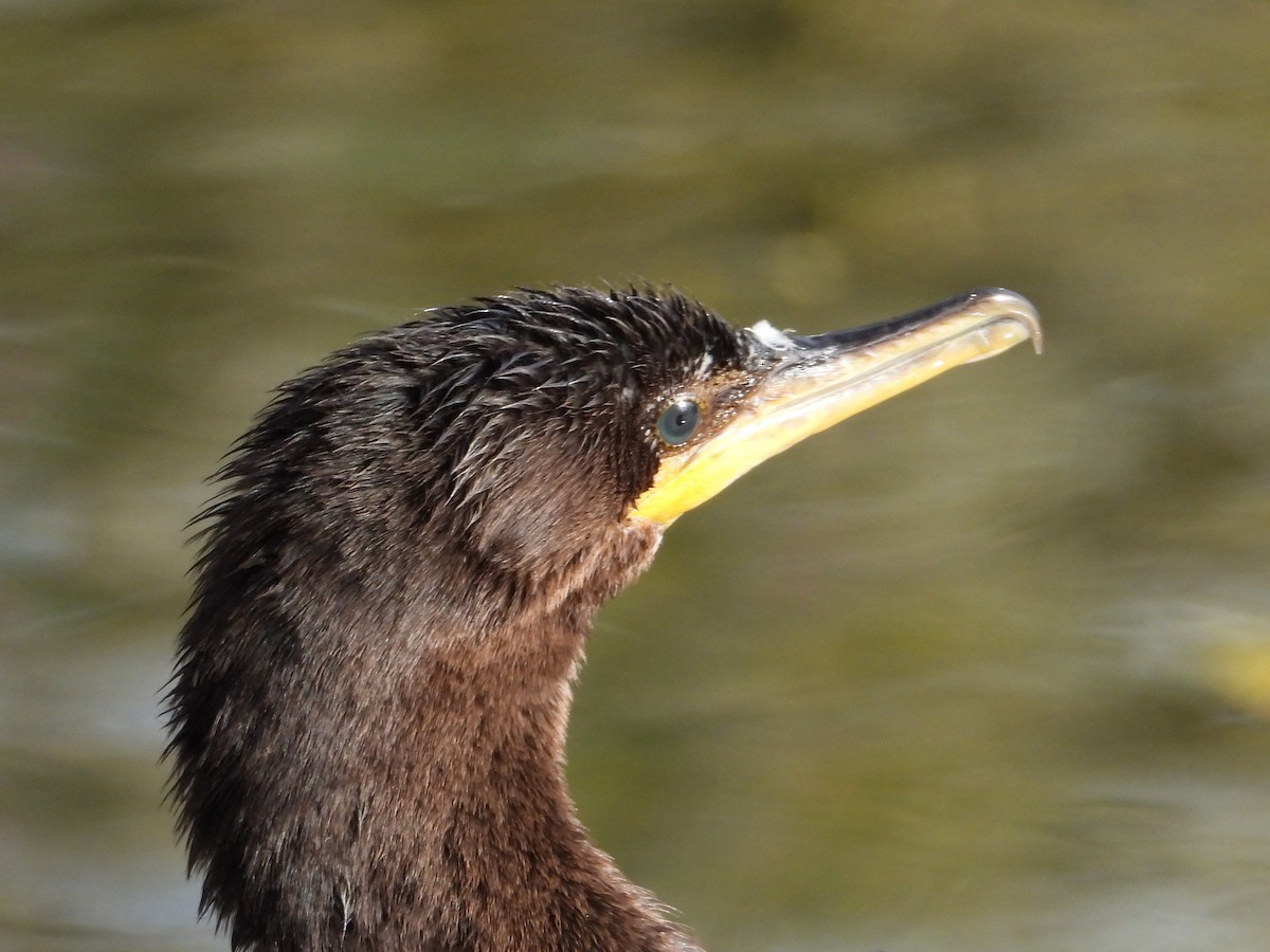 Neotropic Cormorant - ML613395936